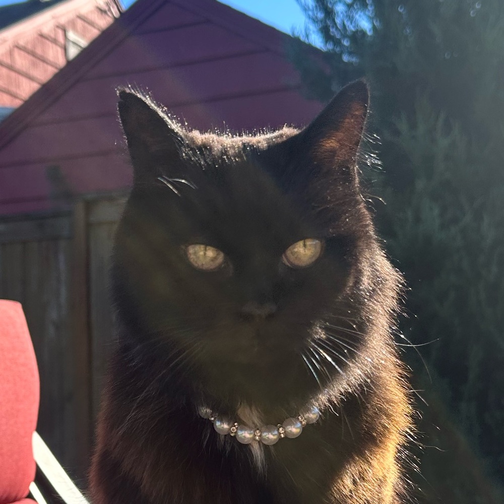 Meet your Posher, Jasper